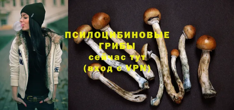 Галлюциногенные грибы Cubensis  наркотики  Павлово 